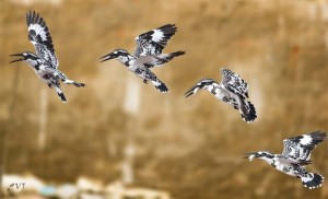 Takeoff Sequence  Pied Kingfisher - கருப்பு வெள்ளை மீன்கொத்தி